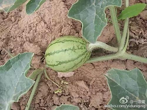 吃瓜浇水,揭秘夏日消暑新潮流