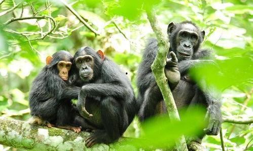 黑猩猩吃瓜特写,揭秘森林中的悠闲时光