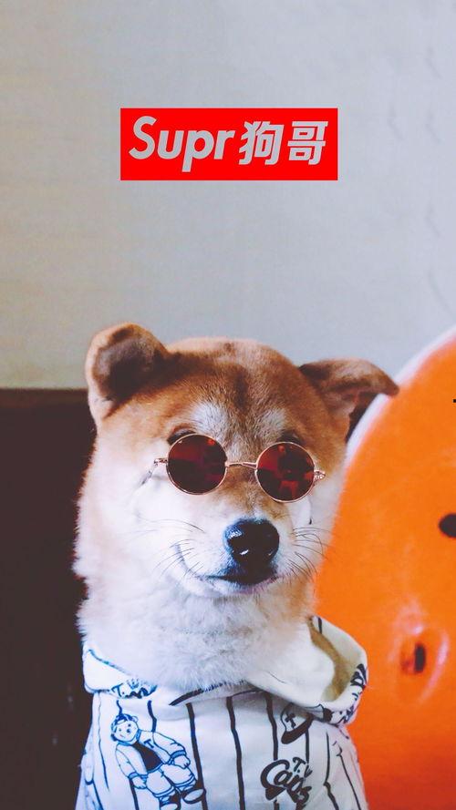 狗哥在线吃瓜,揭秘娱乐圈幕后真相