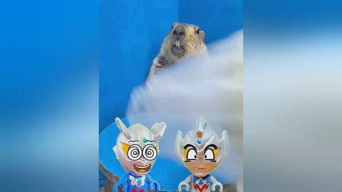 新土拨鼠吃瓜,揭秘神秘生物的趣味生活