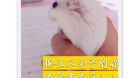 鼠哥吃瓜,揭秘娱乐圈背后的秘密与真相