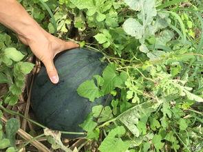 明媚吃瓜合集,揭秘娱乐圈那些鲜为人知的幕后故事