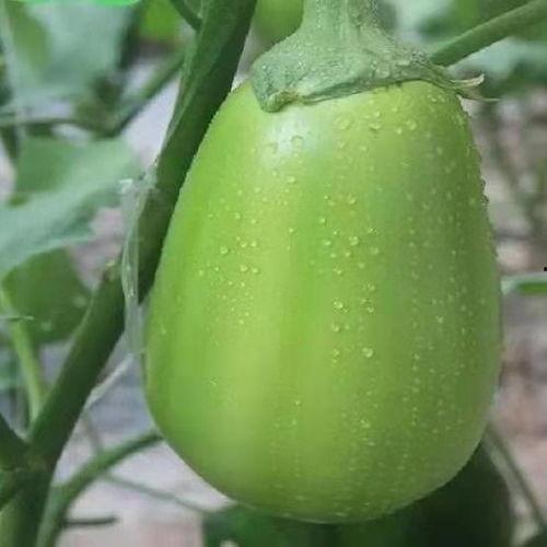 河南美院吃瓜,揭秘校园风云背后的真相