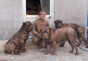 人和狗吃瓜视频,共享瓜香时光