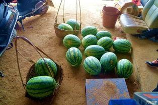 瓜田吃瓜渣,揭秘瓜田吃瓜渣背后的故事