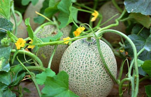 顾青青吃瓜系统,揭秘娱乐圈幕后真相